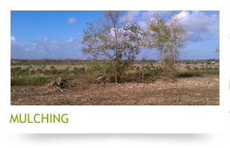 mulching