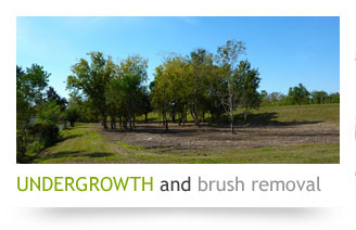 undergrowth-brush-removal